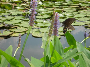 Aquatic Vegetation