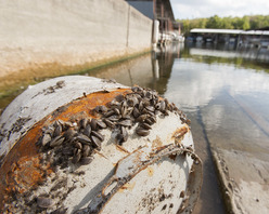 Zebra mussels on Lake Texoma